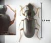 Pogonistes gracilis